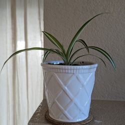 Healthy Beautiful Indoor Plant ( Spider)