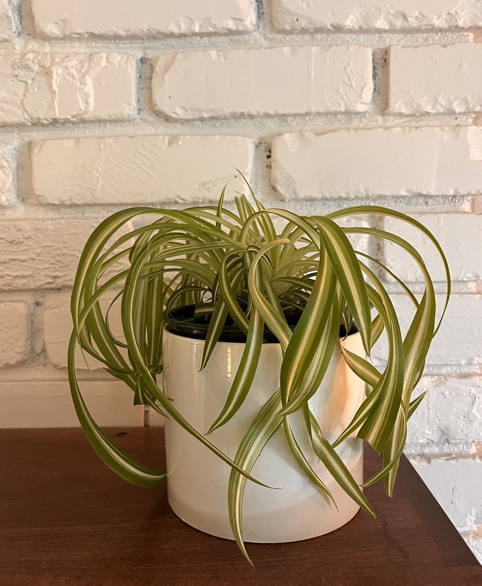 Updated Pictures - Spider Plant in Ceramic Pot
