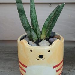 Starfish Snake Plant 🪴 