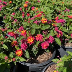 Lantana Compact 