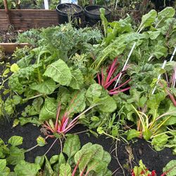 Vegetable Plant For Sale $5 Each