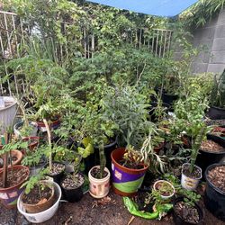 Plantas De Venta    ) Plants For Sale 