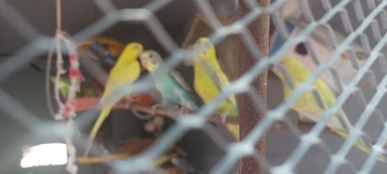 Pajaritos del amor