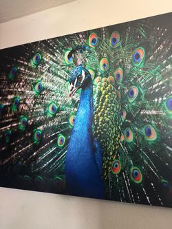 3x4 peacock painting