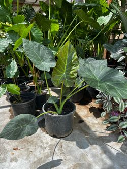 Elephant Ear plants