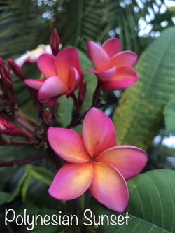 Plumeria For Sale (shippable)