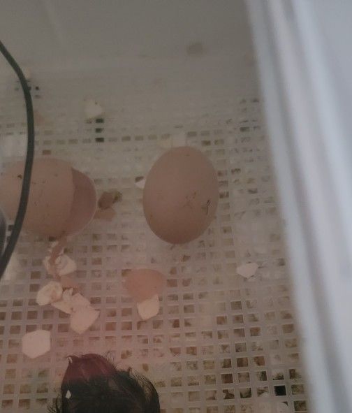 Fertilized Chicken Eggs For Hatching