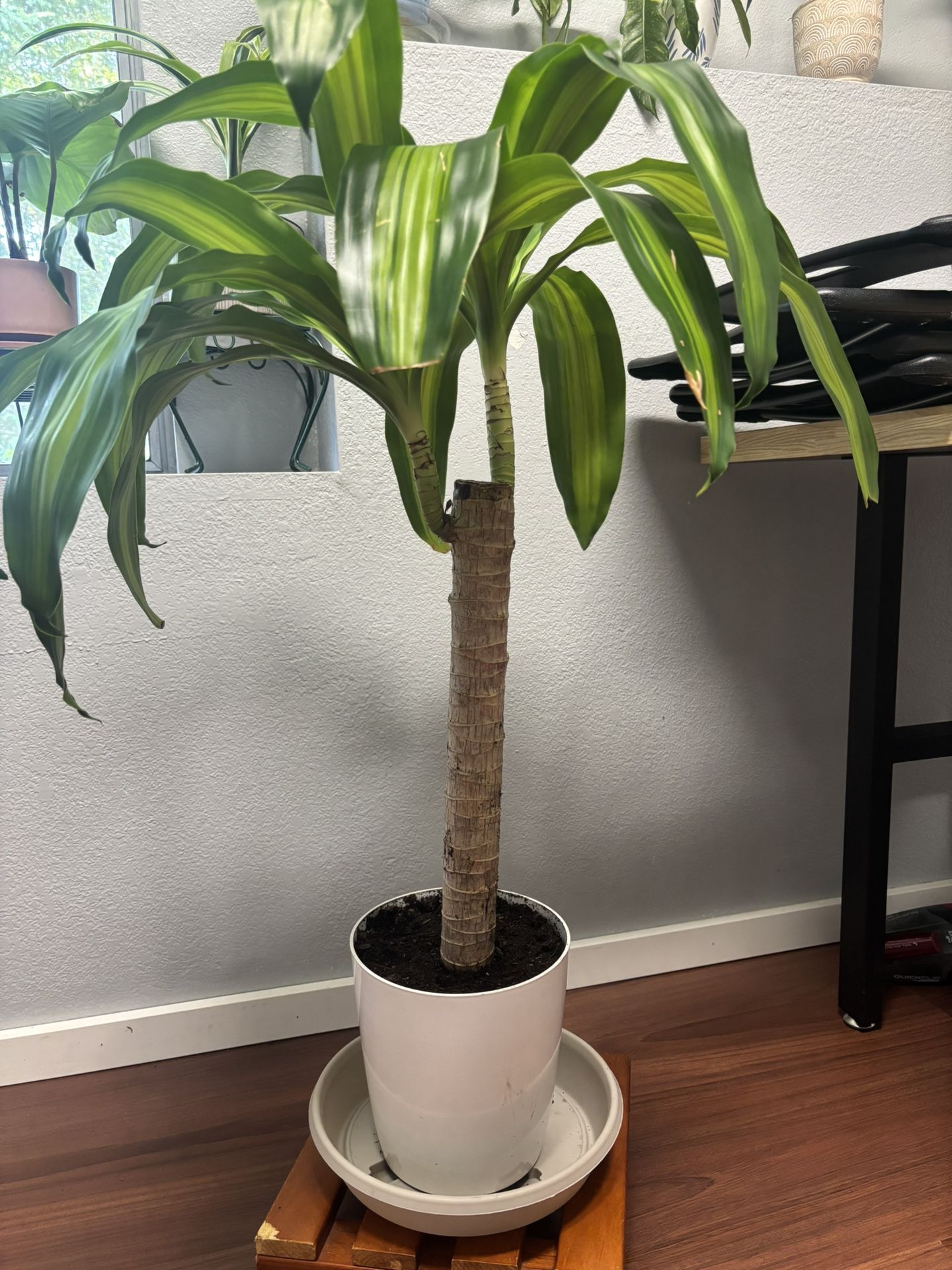 Indoor Plant
