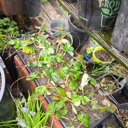 Strawberry  flat over 20 plants