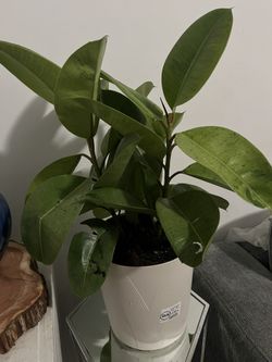 rubber plant (Ficus elastica