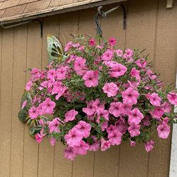 Petunia Flower Plants 