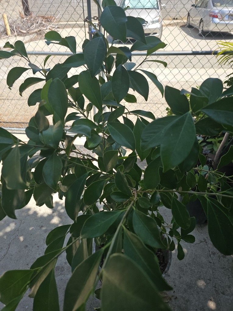 NICE GREEN FOLIAGE