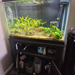 Fish Tank and Aquarium Stand