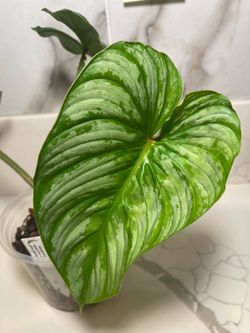 Philodendron Mamei Silver Cloud