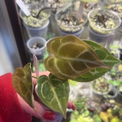 Crystalium X Hope Anthurium 