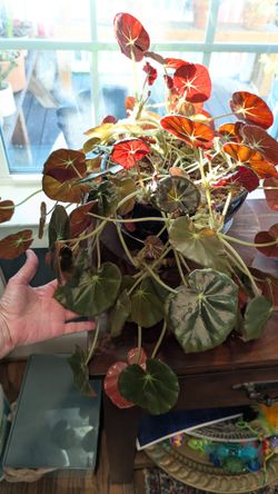 Begonia erythrophylla 'Beefsteak'