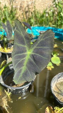 Black Magic Taro plant (Elephant Ear)