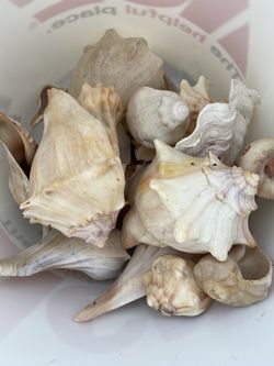 Shells