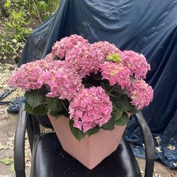 Hedrangia plant