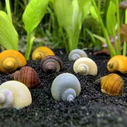 Mystery Snail Decor 