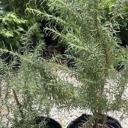 Rosemary plant