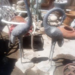 Yard Heron Birds