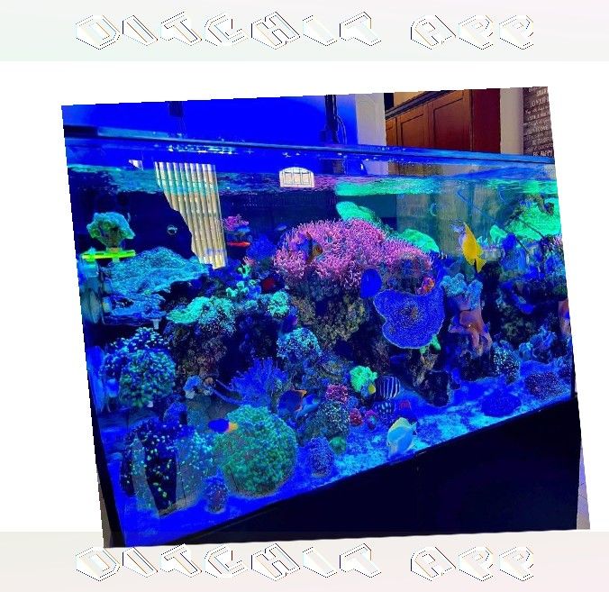 Premium-Grade Aquarium Setup - Top-Level Quality Choice suffer cell