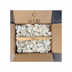 Natural Coral Reef Fossils