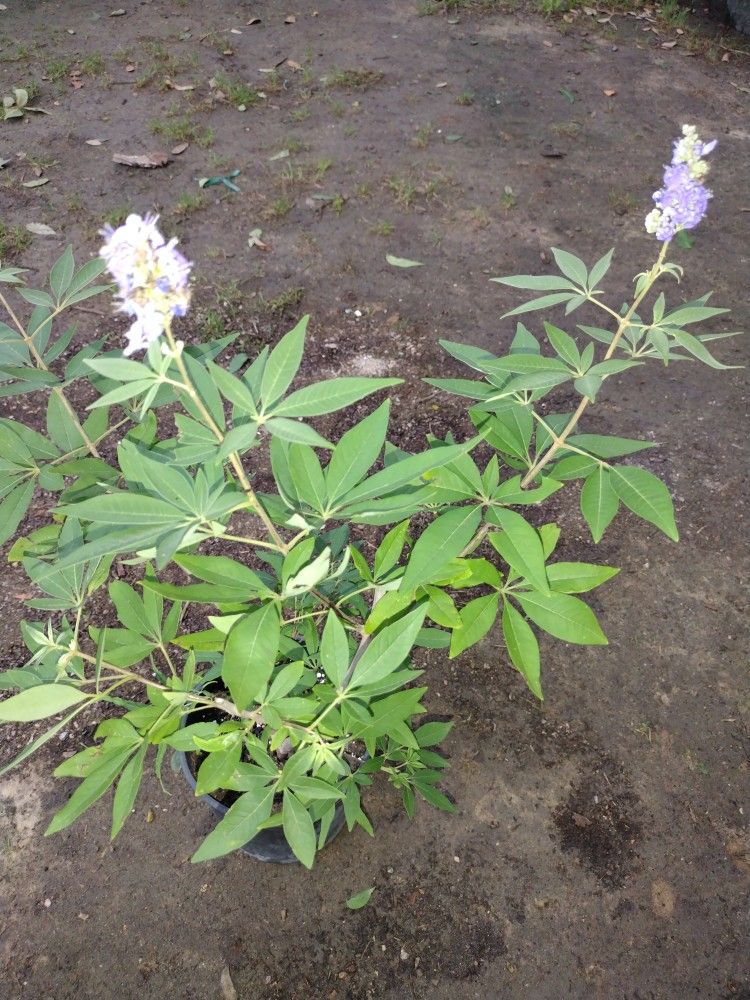 Vitex Tree for Sale in Atascosa, TX OfferUp