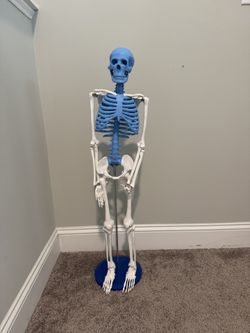 Skeleton