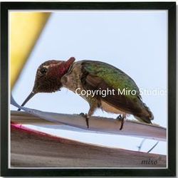 Birds Wall Art - Beautiful Hummingbird With 10x10" Frame