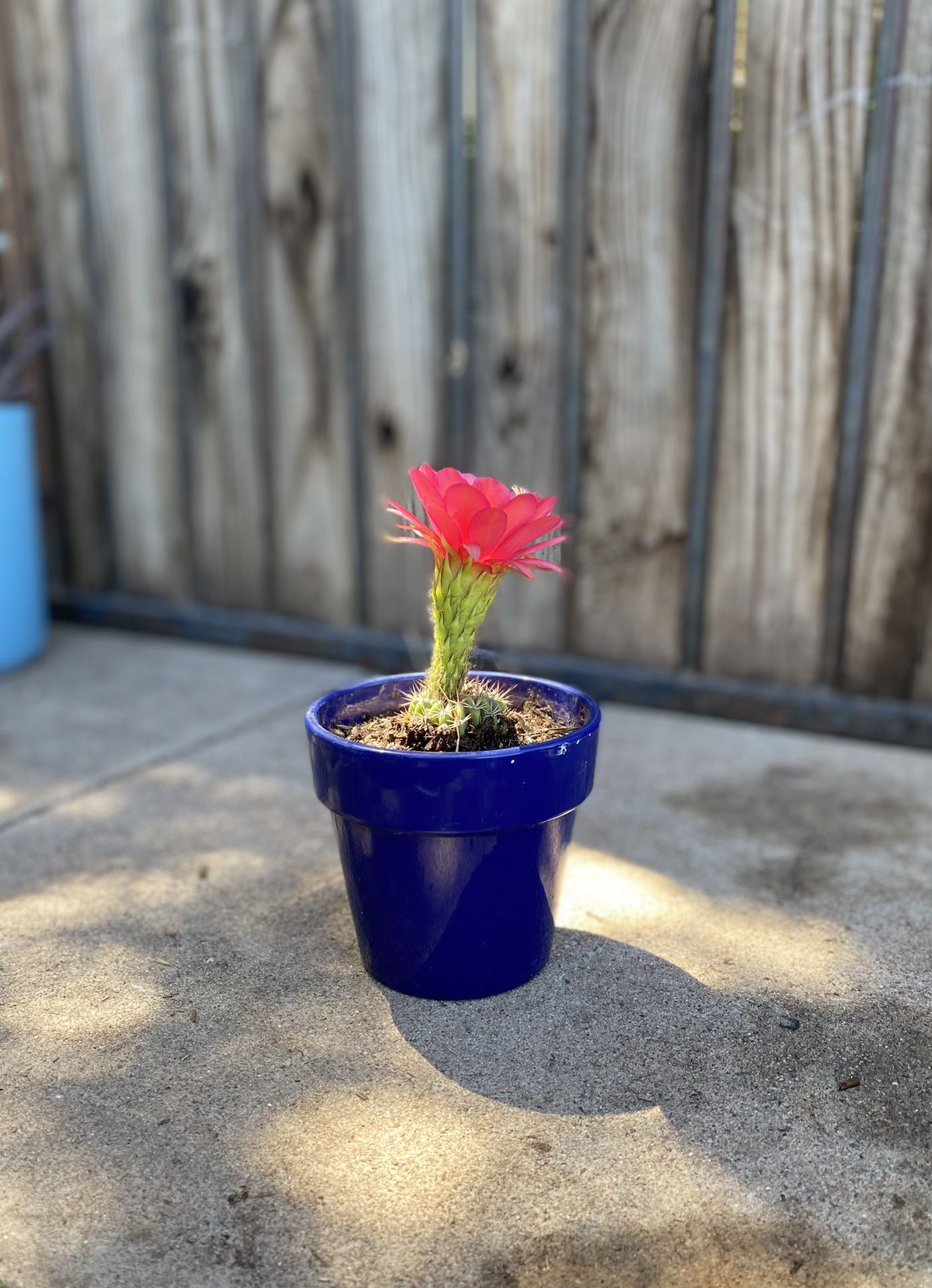 Small Torch Cactus Plant