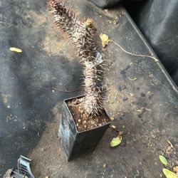 Pachypodium Cactus $5
