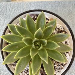 Succulent Plant
