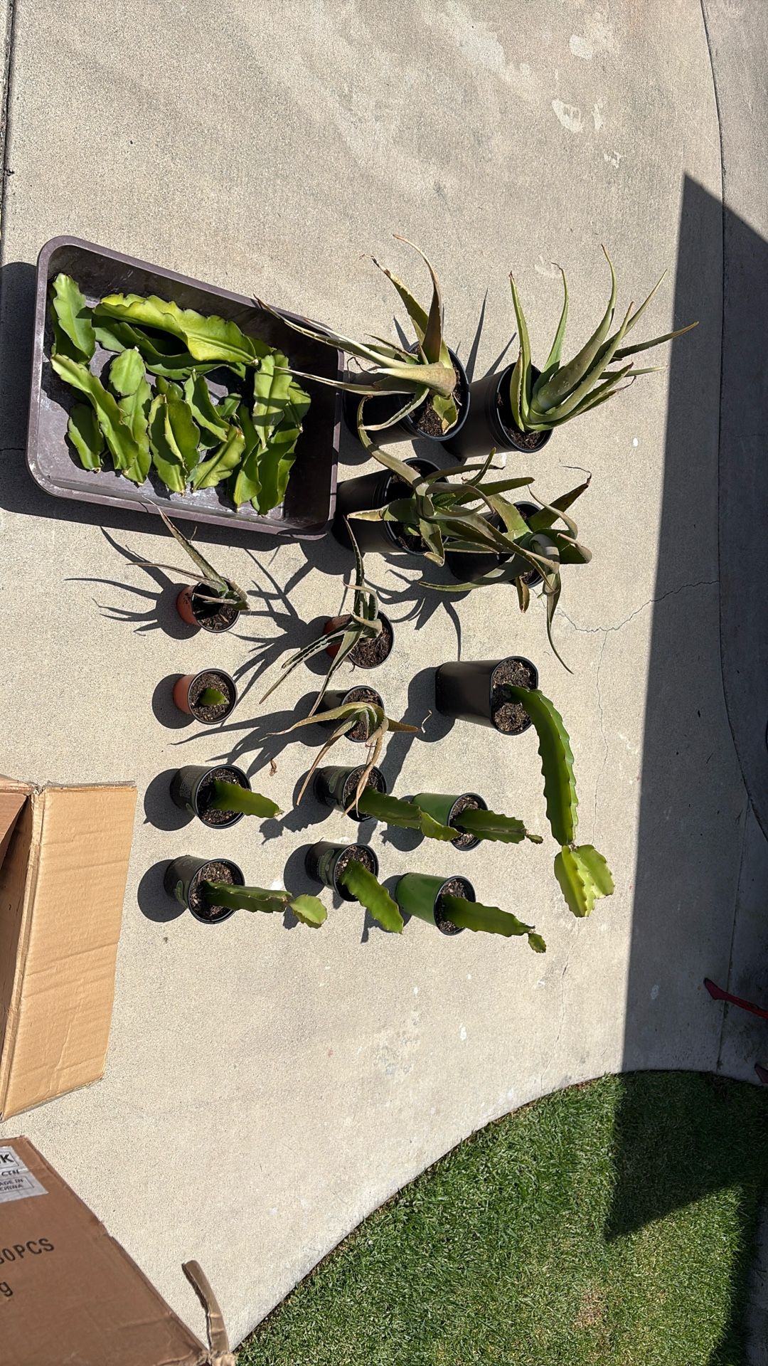 Plants