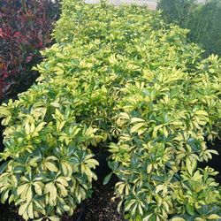 Privacy Hedges On SALE!🌱From $6.00