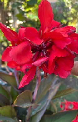 Canna Lilies Platanillo