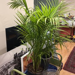 Indoor And Outdoor Palm 