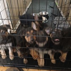 Dog Cage...