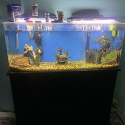 60 Gallon Fish Tank 