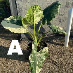 Alocasia Variegated Plants 