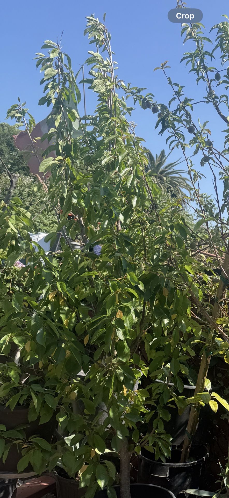 REGALO 🎁 PERFECTO PARA EL DÍA DEL PAPÁ “ÁRBOLES FRUTALES “