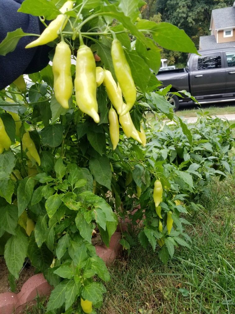 FREE HOT PEPPERS