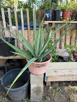 PLANTA  DE  SABILA