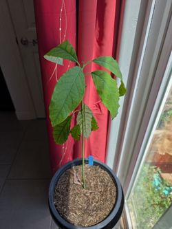 Hass Avocado (Seed Grown)