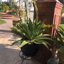 Succulent Arrangement