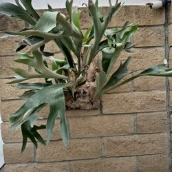 Staghorn