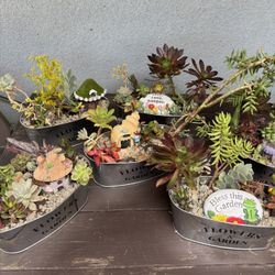 Mother’s Day succulent Arrangements 