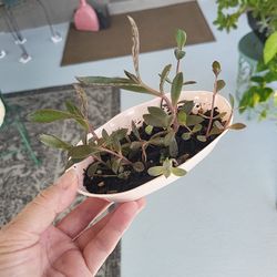 Succulents In A Cute Little Pink Bathtub