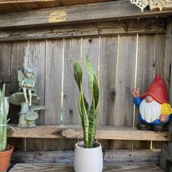 Indoor Mother-in-Law or Snake Plant